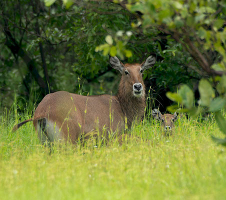 Defassa waterbuck (Kobus ellipsiprymnus defassa), female with cub