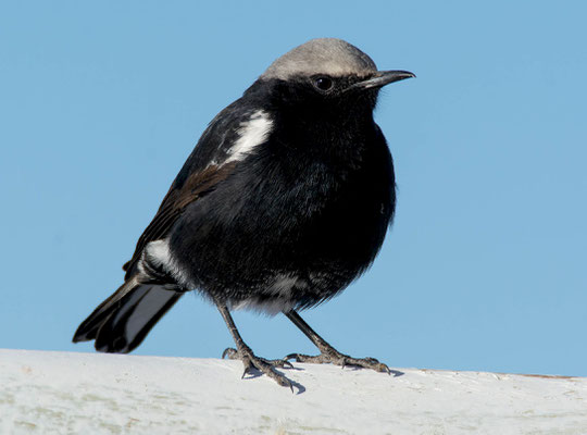Mountain chat (Myrmecocichla monticola)