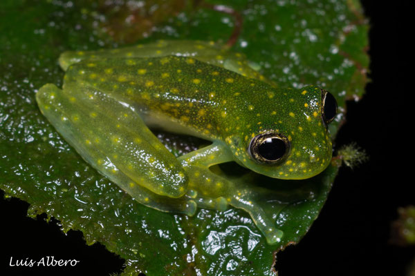Cascade glass frog (Sachatamia albomaculata), in situ