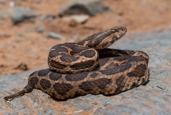 Moorish viper (Daboia mauritanica)