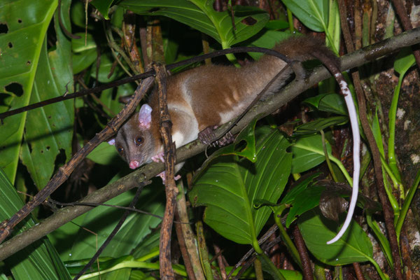 Opossum (Caluromys derbianus) 
