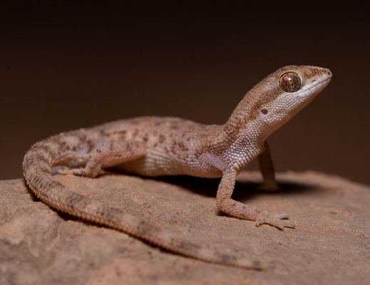 Algerian gecko (Tropiocolotes algericus)