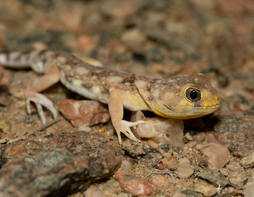 Barking gecko (Ptenopus garrulus maculatus)