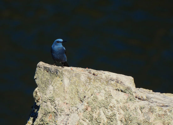 Roquero solitario (Monticola solitarius). Foto: Javier Burgos
