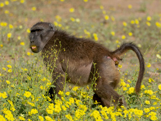Chacma baboon (Papio ursinus)