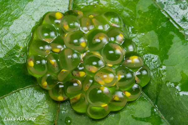 La Palma glass frog (Hyalinobatrachium valerioi), eggs