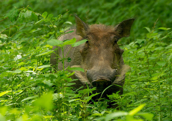 Warthog (Phacocherus africanus)