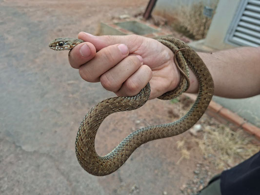 Culebra bastarda (Malpolon monspessulanus), hembra joven