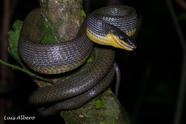 Bird snake (Phyrononax poecilonotus) 