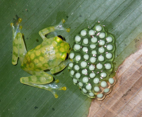 La Palma glass frog (Hyalinobatrachium valerioi)