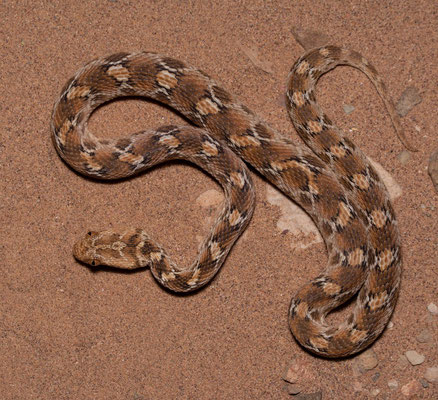 Saw scaled viper (Echis pyramidum leucogaster), first one, pattern