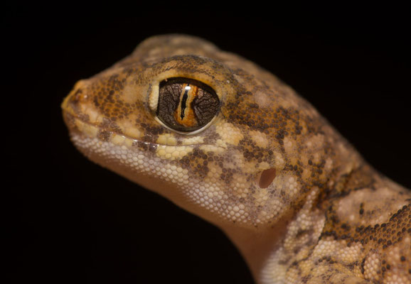 Elegant gecko (Stenodactylus mauritanicus)
