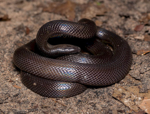 Slender burrowing asp (Atractaspis aterrima)