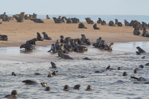 Cape fur seals (Arctocephalus pusillus). Pelican Point colony from the boat 