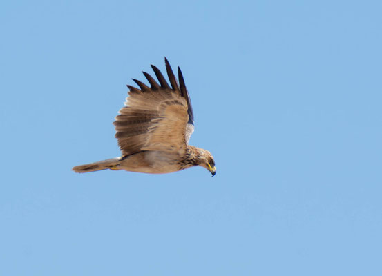 Tawny eagle (Aquila rapax)
