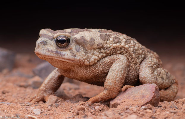 Mauritanian toad (Sclerophrys mauritanica), Max's photo