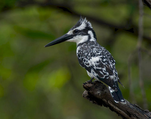 Pied Kingfisher (Ceryle rudis)