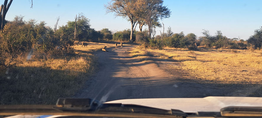 The four lions in front of our car. Phone pic.
