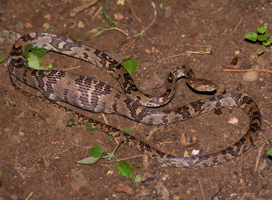 Central American lyre snake (Trimorphodon quadruplex)