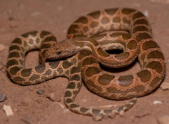 Mograbin diadem snake (Spalerosophis dolichospilus), first and nicest one