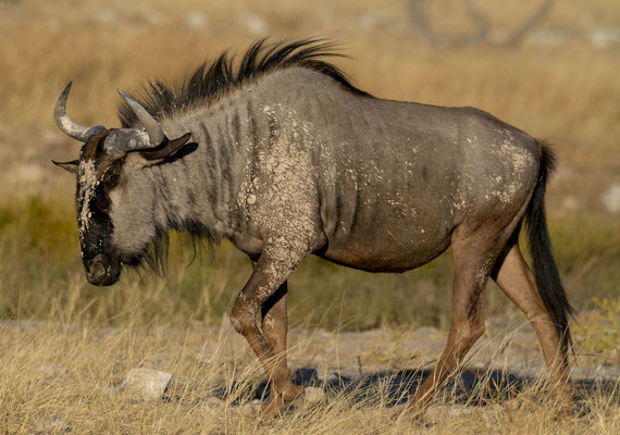 Blue wildebeest (Connochaetes taurinus)