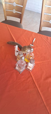 Squirrel stealing the salad dressing