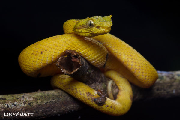 Eyelash viper (Bothriechis schlegelii)