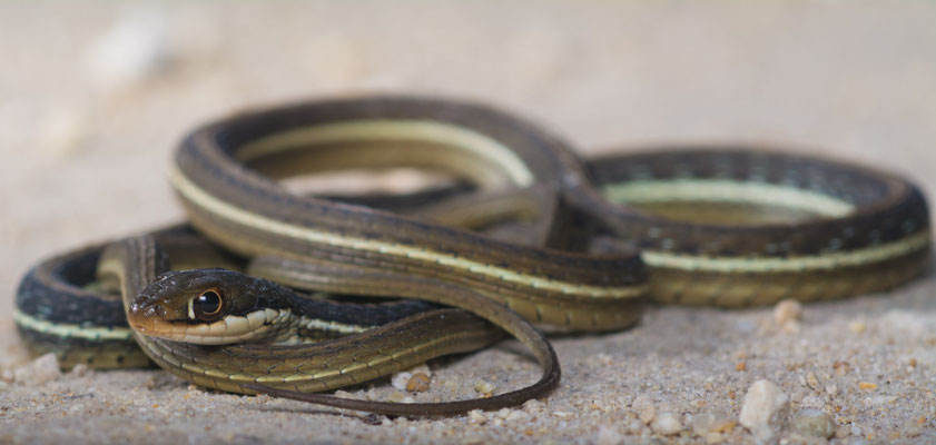 Garter snake (Thammophis sauritus)