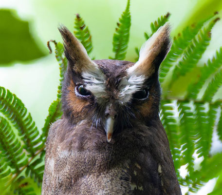 Crested owl (Lophostrix cristata)