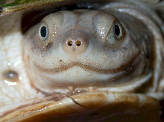 North African Helmeted Turtle (Pelomedusa olivacea), portrait