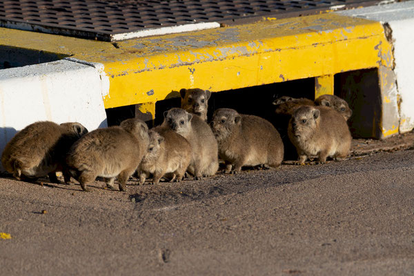 Rock hyrax (Procavia capensis), these had their home in a sewer