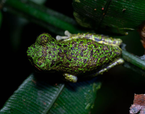 Lancaster's tree frog (Istmohyla lancasteri)