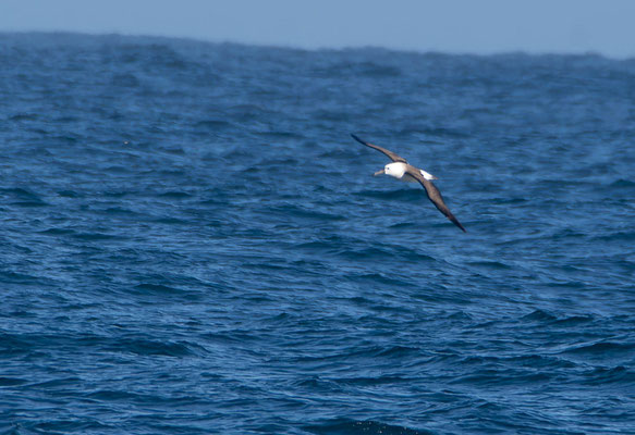 Yellow-nosed albatross (Thalassarche chlororhynchos / carteri)