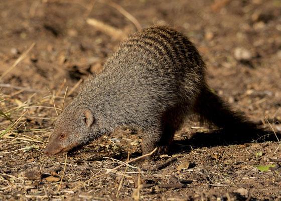 Banded mongoose (Mungos mungo) 