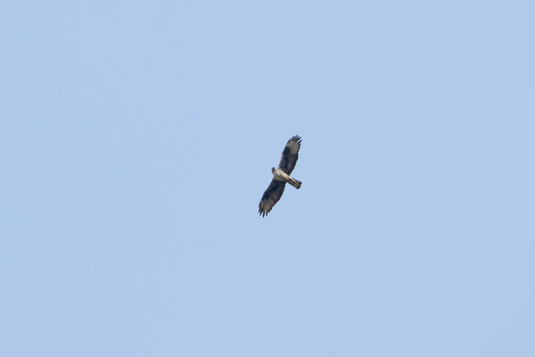 Águila perdicera (Aquila fasciata), adulto