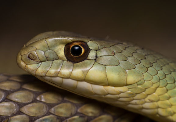 Male motpellier snake (Malpolon monspessulanus), detail