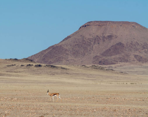 Springbok (Antidorcas marsupialis) in desert landscape