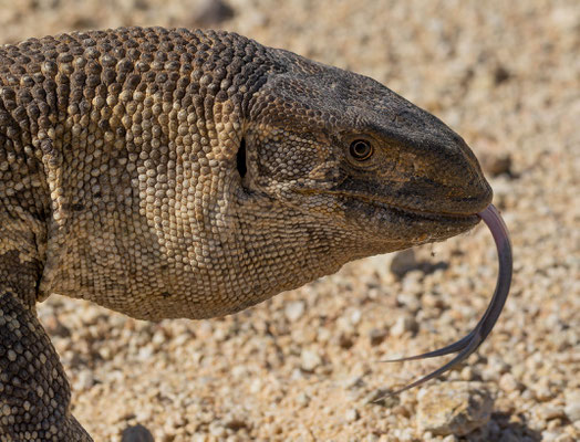 Rock monitor lizard (Varanus albigularis)
