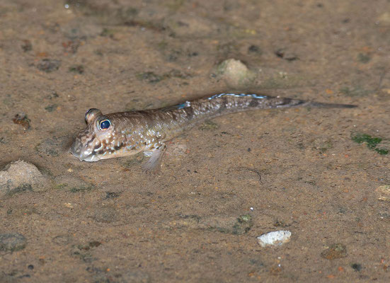 Atlantic Mudskipper (Periophthalmus barbarus), on the mangroves