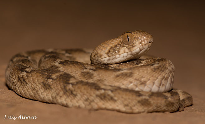 White-bellied carpet viper (Echis pyramidum leucogaster), third one