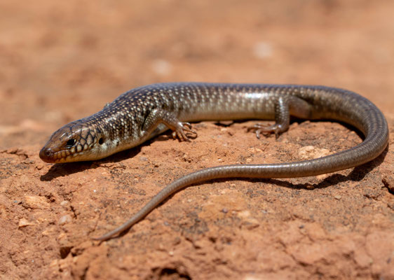 Moorish skink (Chalcides polylepis)