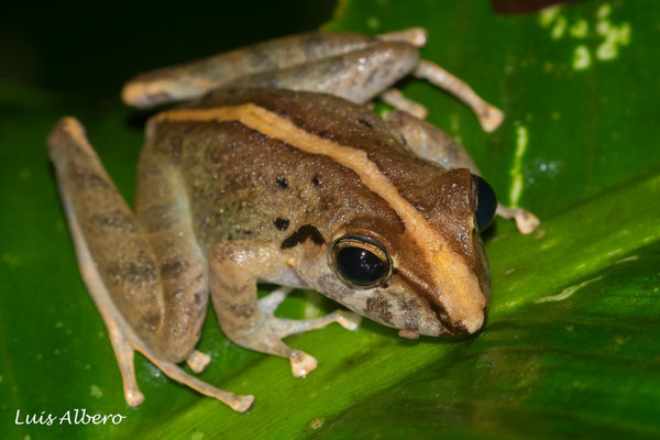 Craugastor crassidigitus, in situ