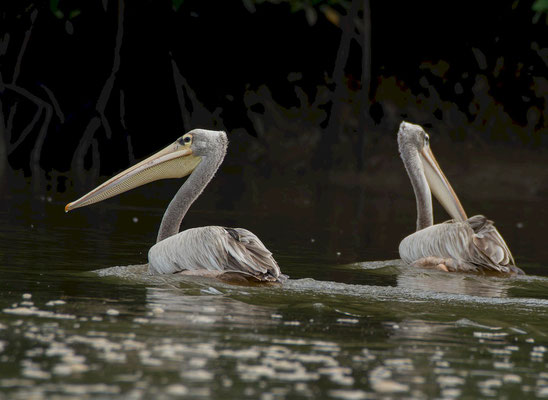 Pink-backed Pelicans (Pelecanus rufescens)