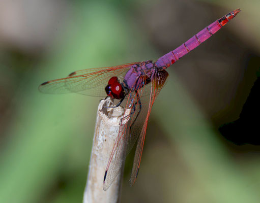 Violet dropwing (Trithemis annulata). Spain, 2025