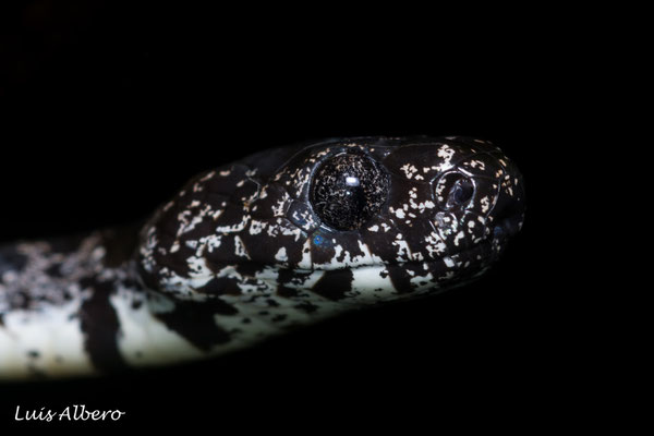 Cloudy slug eater (Sibon nebulatus)