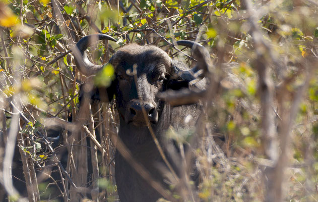 Cape buffalo (Syncerus caffer), female