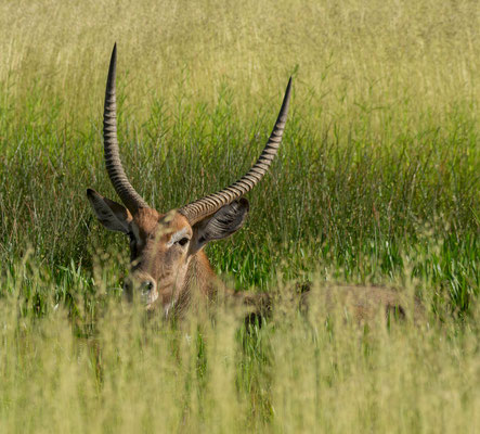 Defassa waterbuck (Kobus ellipsiprymnus defassa), big male