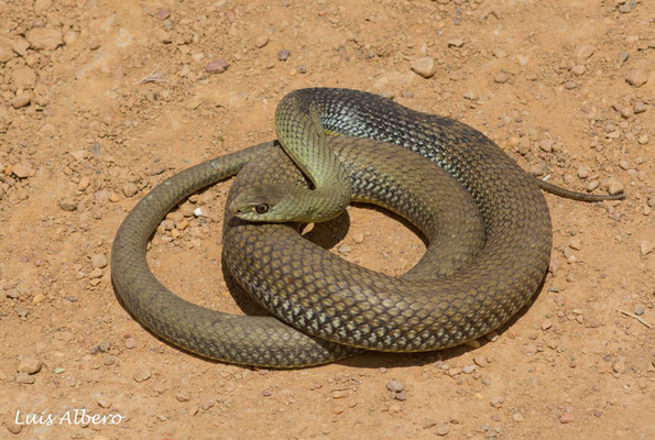 Male motpellier snake (Malpolon monspessulanus)