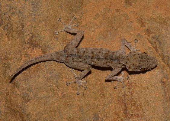 Algerian fan-fingered gecko (Ptyodactylus oudrii)