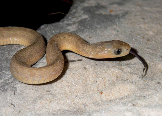 Gans's egg eater (Dasypeltis gansi)